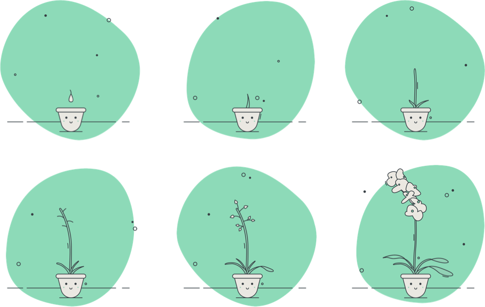 All the steps of the flower
